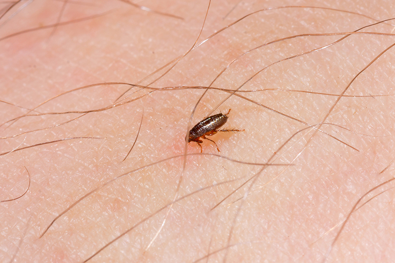 Flea Pest Control in Berkshire United Kingdom