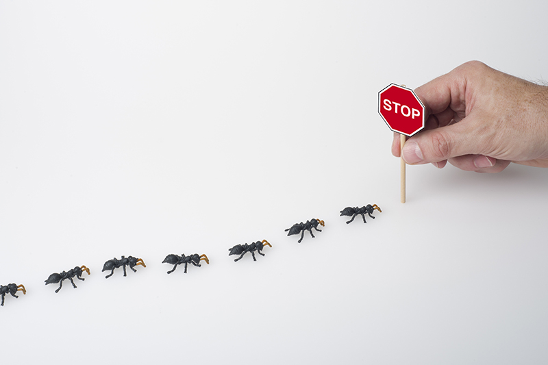 Ant Pest Control in Berkshire United Kingdom
