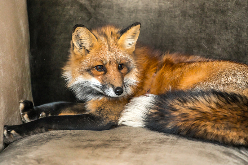 Fox Pest Control in Berkshire United Kingdom