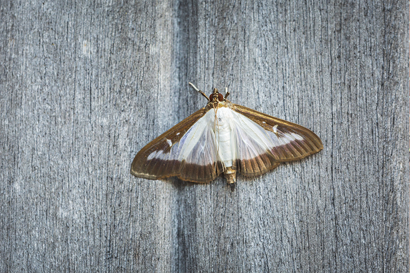 Moth Pest Control in Berkshire United Kingdom